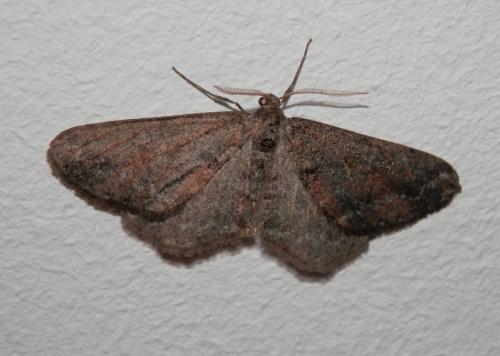 Agriopis bajaria