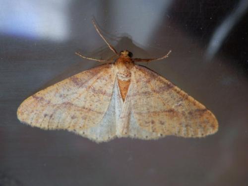 Agriopis aurantiaria