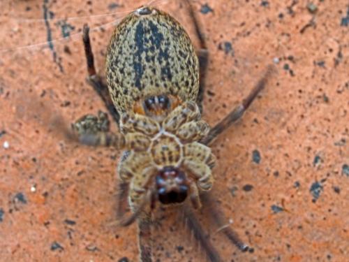 Réf. 131 939 : Zoropsis spinimana