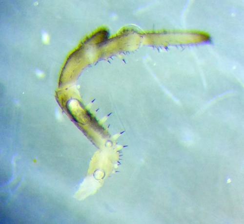 Rilaena triangularis