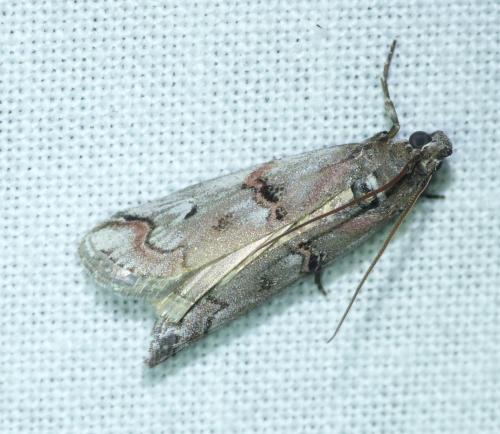 Pempelia palumbella