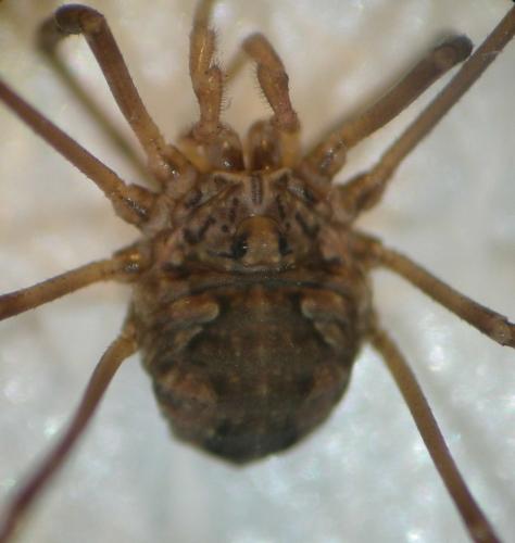 Dasylobus graniferus