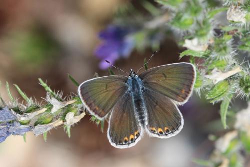 Polyommatus amandus