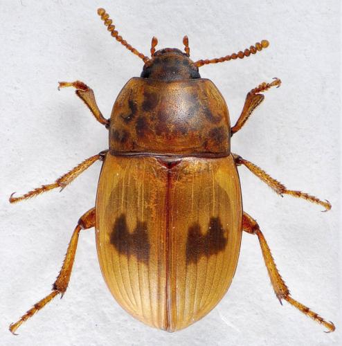 Phaleria reveillerii