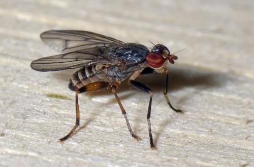 Pherbellia annulipes