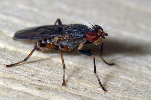 Pherbellia annulipes