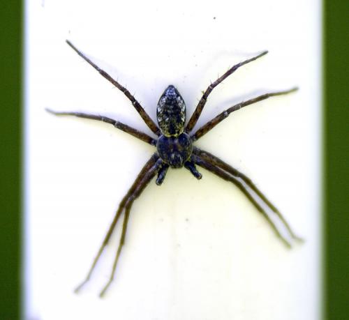 Réf. 131 870 : Philodromus sp.