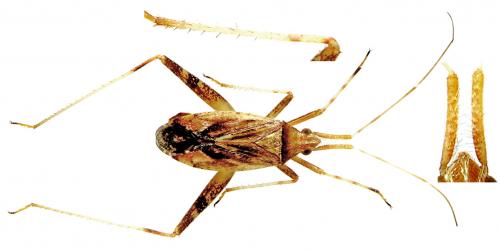 Phytocoris sp.