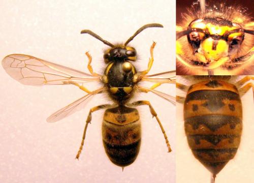 Vespula germanica