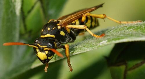 Polistes dominula