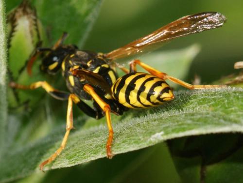 Polistes dominula