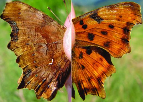 Polygonia c-album