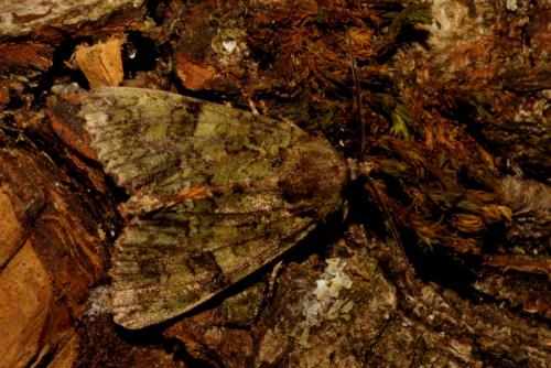 Réf. 131 368 : Polyphaenis sericata