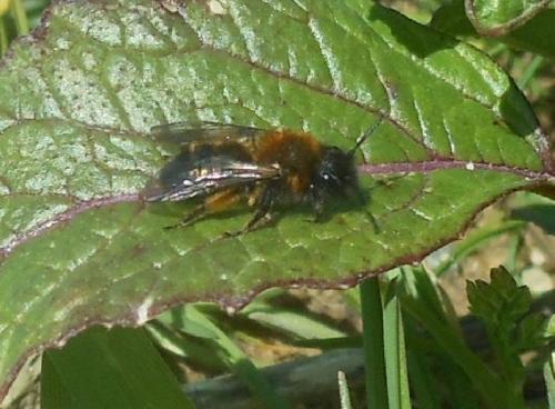 Andrena bicolor