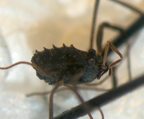 Histricostoma dentipalpe