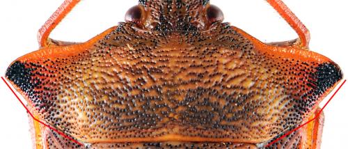 Carpocoris mediterraneus atlanticus