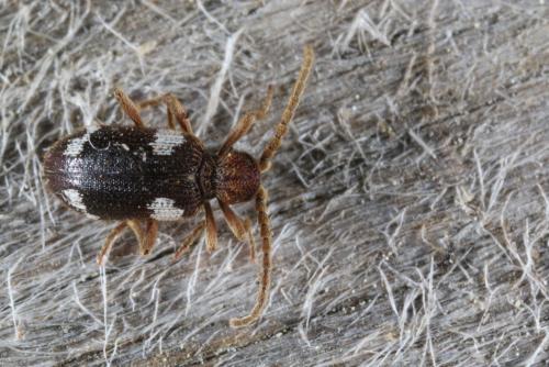 Réf. 131 120 : Ptinus sexpunctatus