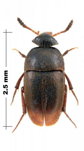 Réf. 131 466 : Ptomaphagus sp.