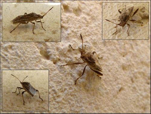 Stictopleurus sp.