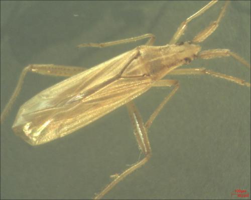 Réf. 131 582 : Stenodema sp.