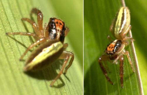 Réf. 131 068 : Trite planiceps