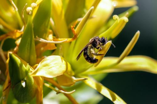 Lasioglossum sp.