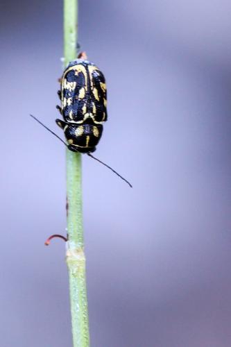 Réf. 131 546 : Pachybrachis sp.