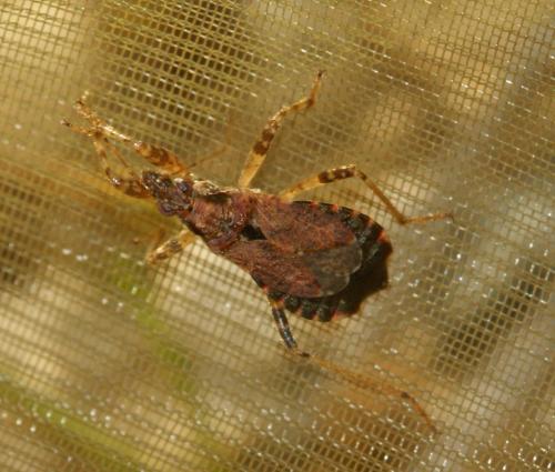 Himacerus mirmicoides