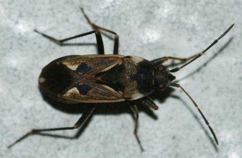 Réf. 131 325 : Rhyparochromus vulgaris