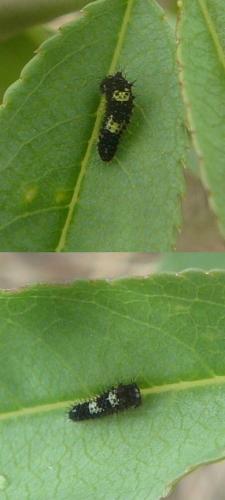 Réf. 131 441 : Iphiclides podalirius