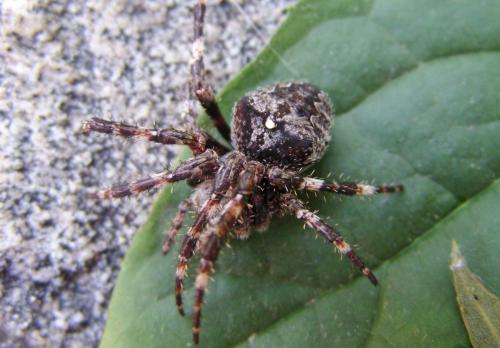 Araneus angulatus
