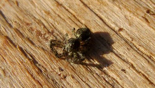 Tmarus sp.