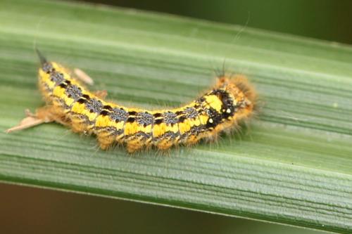 Réf. 131 591 : Euthrix potatoria
