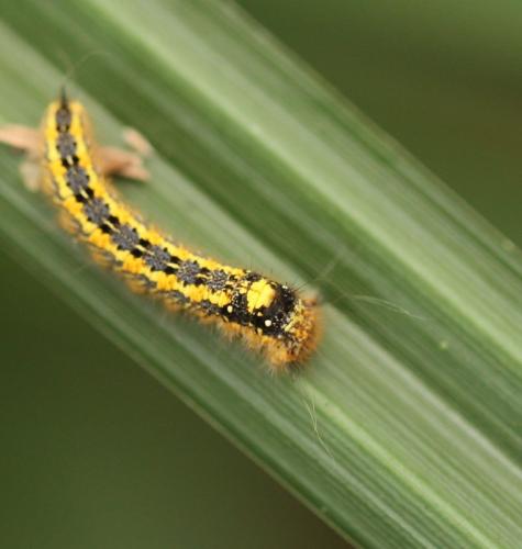 Euthrix potatoria
