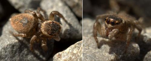 Maratus griseum