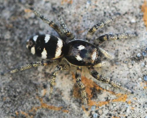 Réf. 131 869 : Salticus sp.