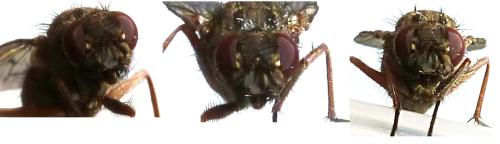 Phaonia sp.
