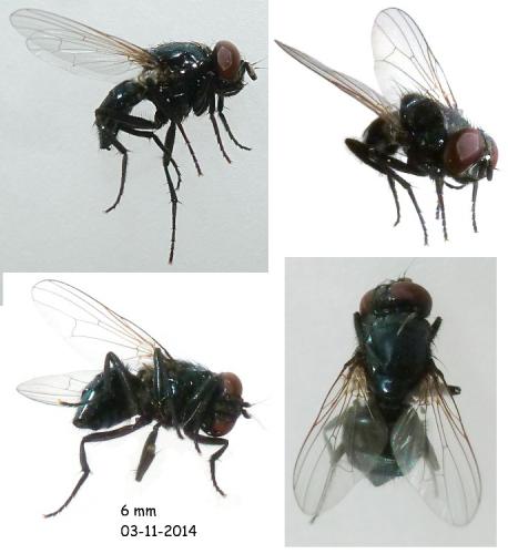 Hydrotaea sp.