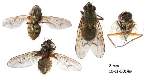 Phaonia sp.
