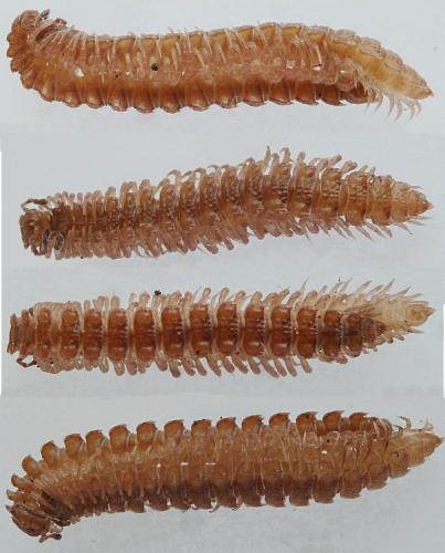 Polydesmus angustus