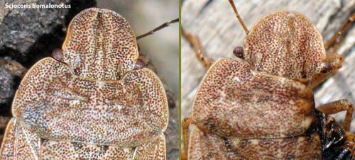 Sciocoris divers