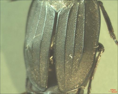 Silpha tristis