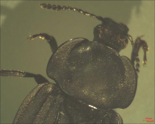 Silpha tristis