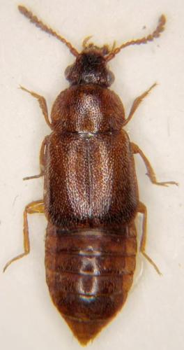 Réf. 131 571 : Hapalaraea pygmaea