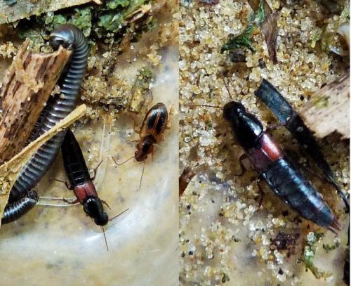 Quedius sp.