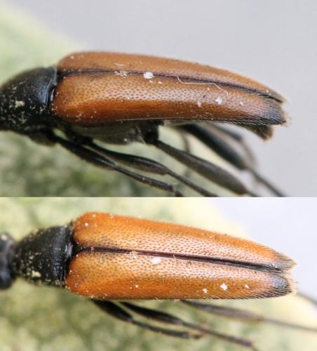Réf. 131 953 : Stenurella melanura