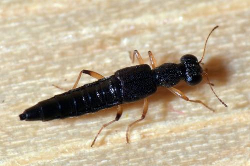 Stenus sp.