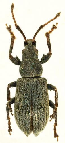 Phyllobius alpinus