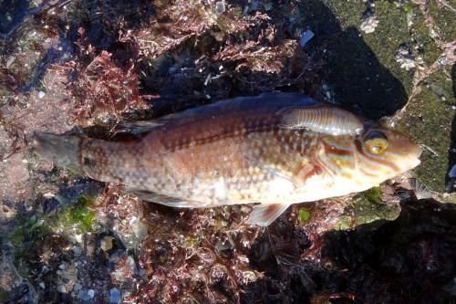 Anilocra sp.