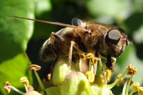 Eristalis pertinax